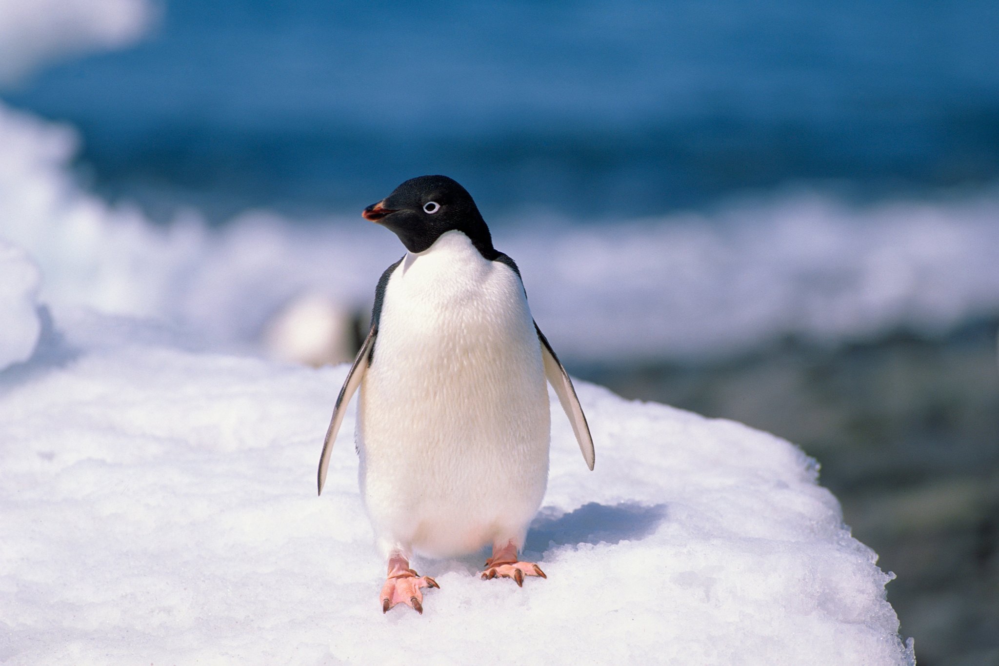 Penguin