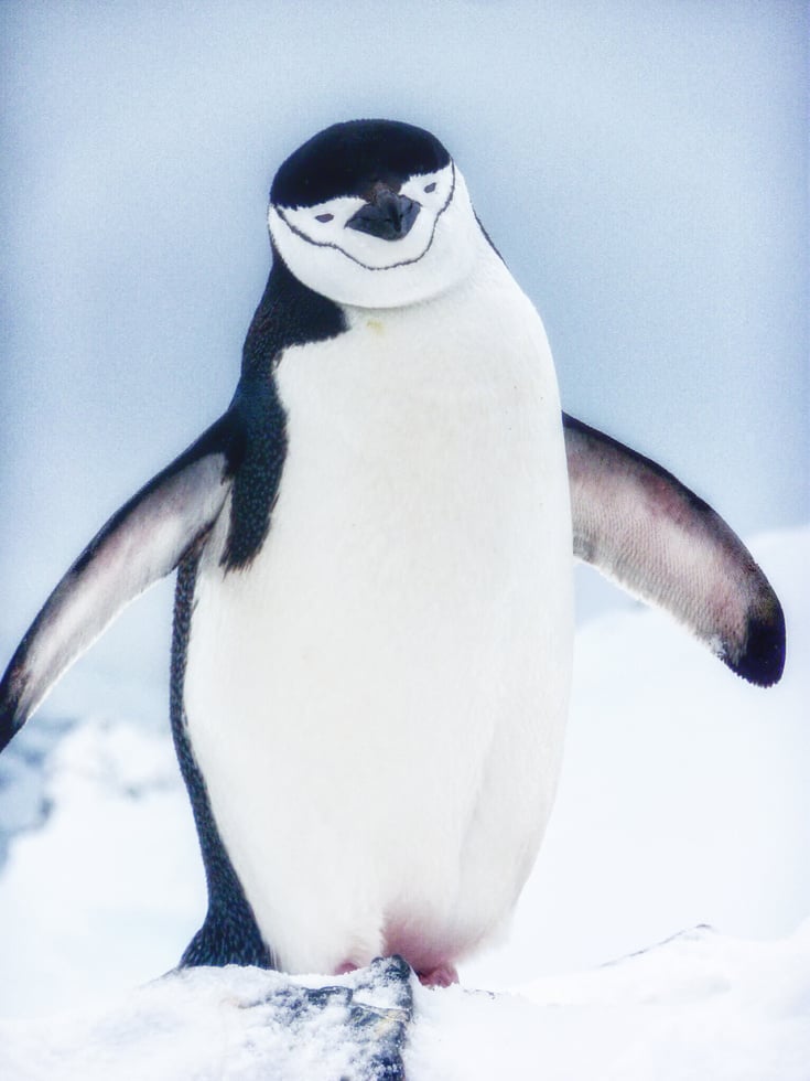 Chinstrap penguin