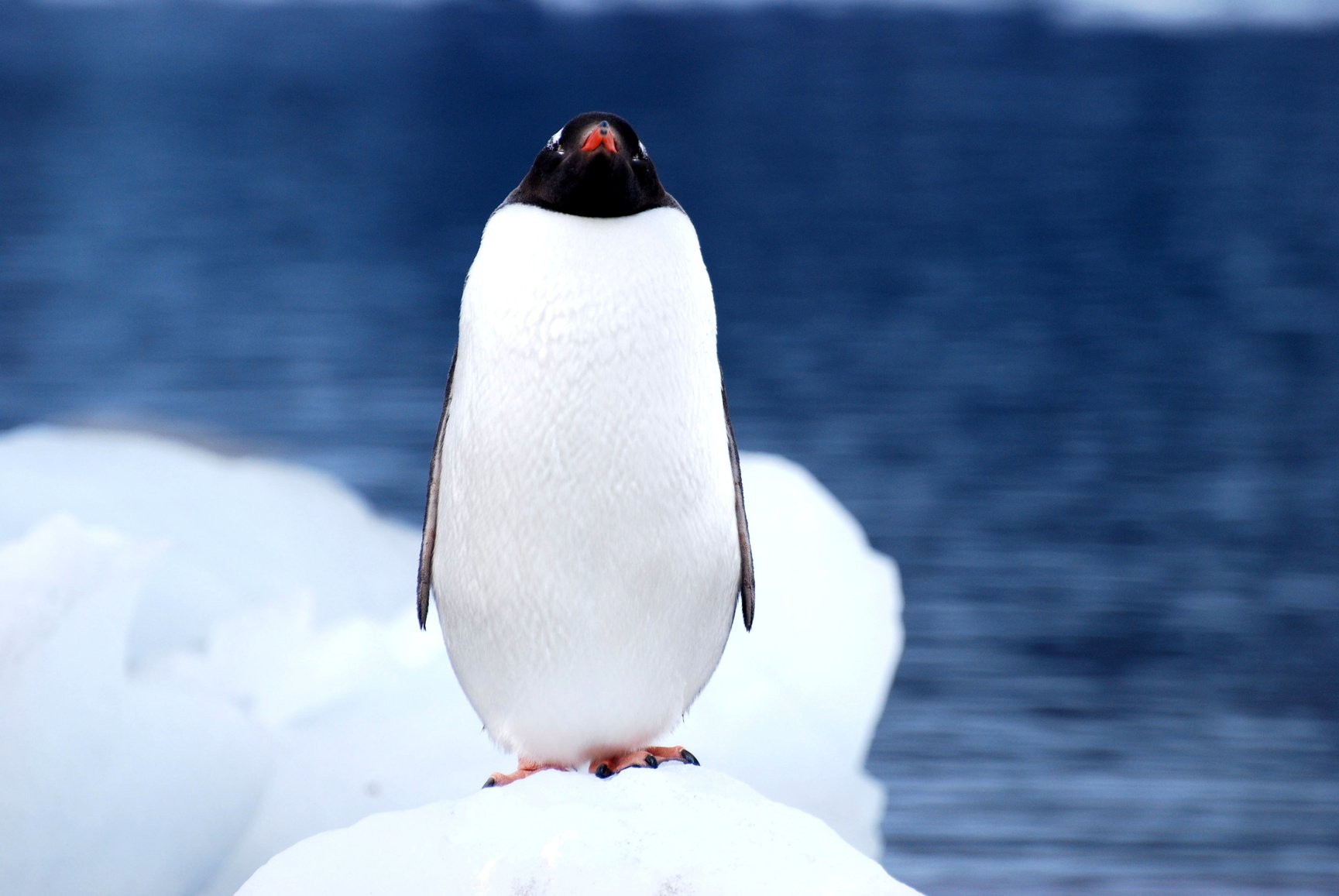 Antarctic Penguins