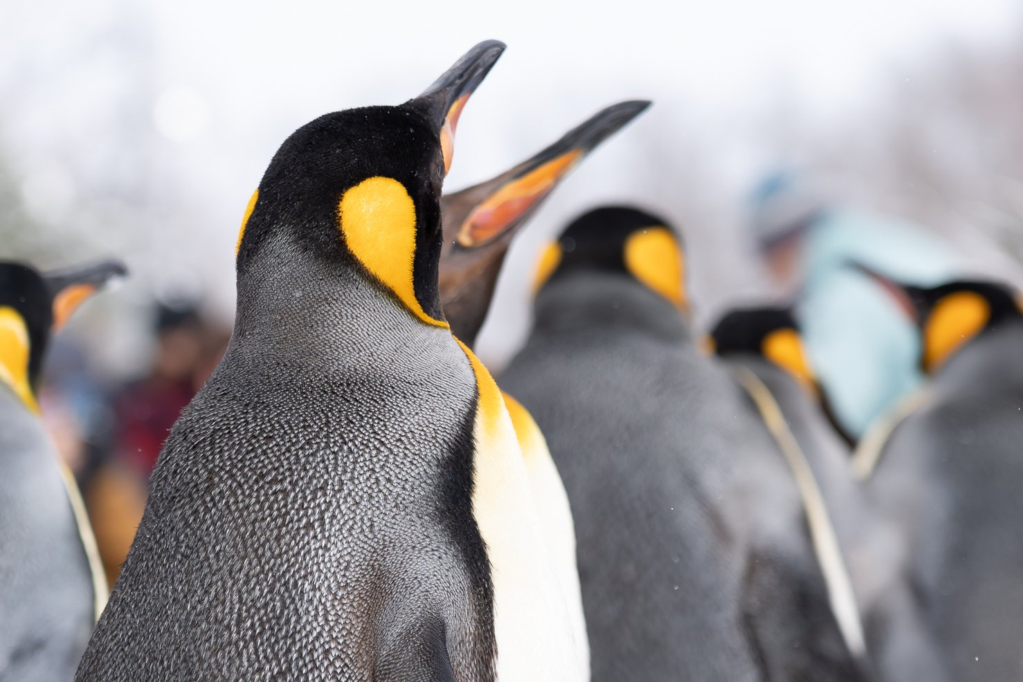 Arashiyama Hokkaido, Japan - 13 February 2019 Group of penguin show in Asahiyama zoo snow winter season